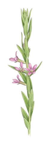 Lythrum hyssopifolia