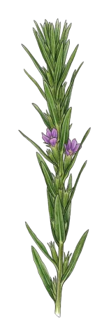 Lythrum silenoides