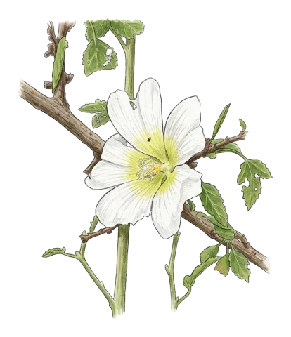 Alcea hohenackeri