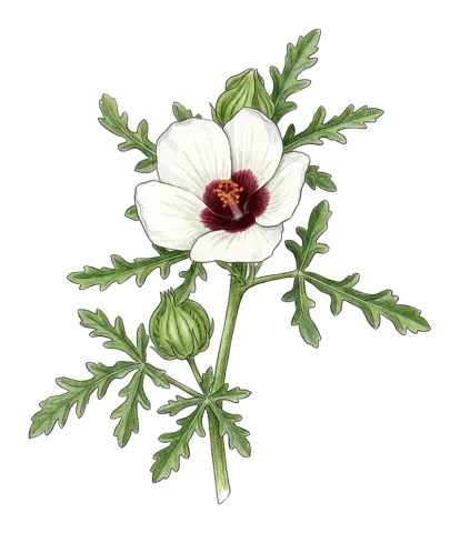 Hibiscus trionum