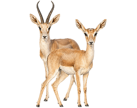 Goitered Gazelle