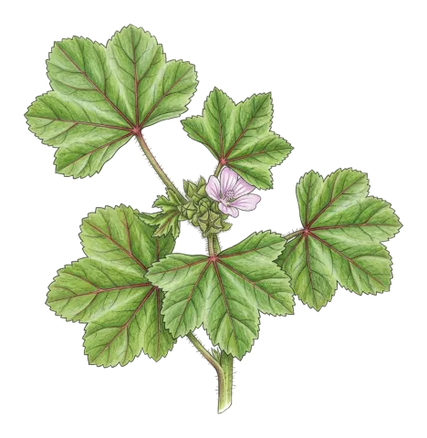 تۆڵک