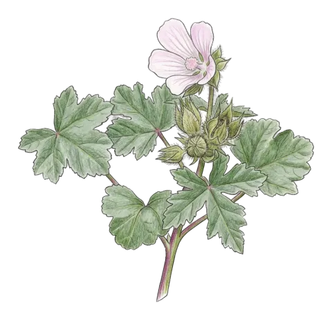 Malva setigera