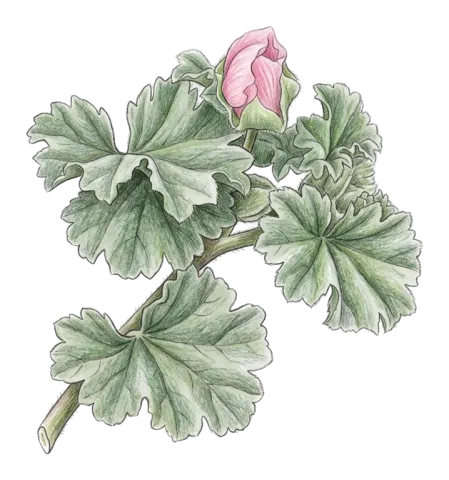 Malvella sherardiana