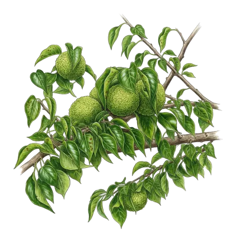 Maclura pomifera