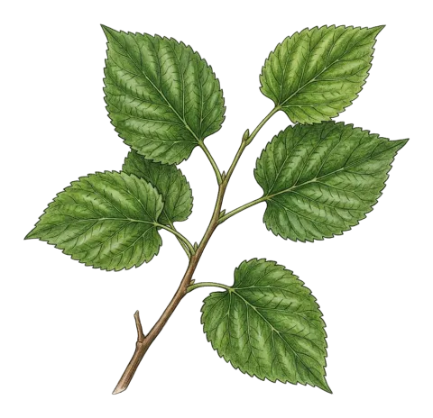 سوورتوو، تووگاڵە، تووڕەشە، تەفەڕەوەن، تەفسای، تیشەمب، هۆیرک، تووشەمی