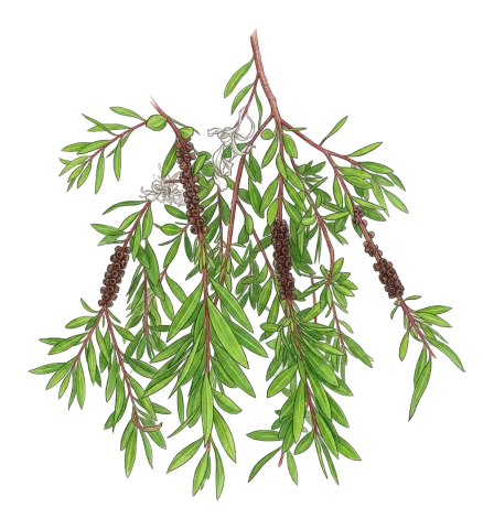 Melaleuca viminalis