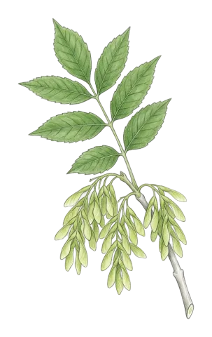 Fraxinus excelsior