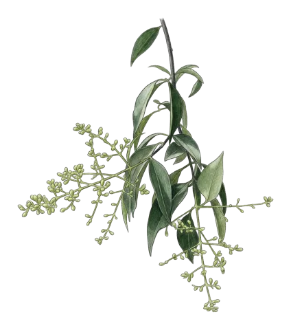 Ligustrum lucidum
