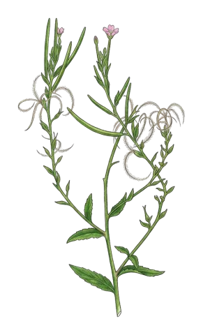 Epilobium parviflorum