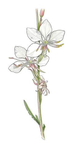 Oenothera lindheimeri