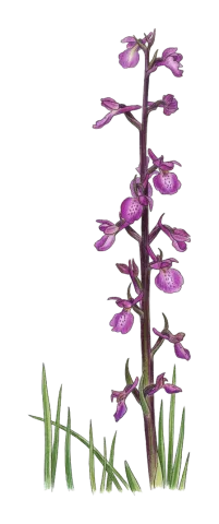 Anacamptis palustris