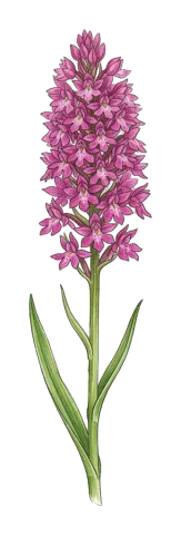 Anacamptis pyramidalis