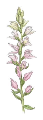 Cephalanthera kurdica