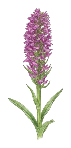 Dactylorhiza incarnata