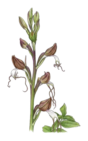 Himantoglossum comperianum