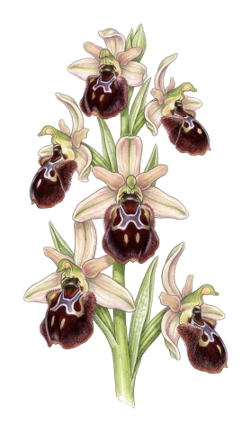 Ophrys bornmuelleri