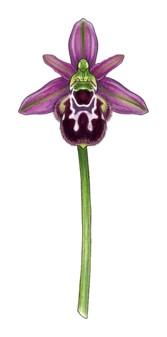 Ophrys reinholdii