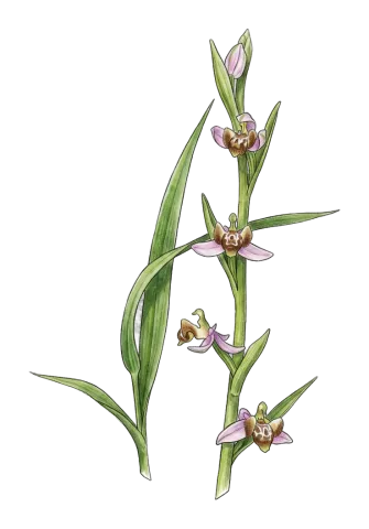 Ophrys schulzei