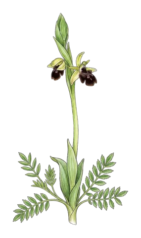 Ophrys sphegodes