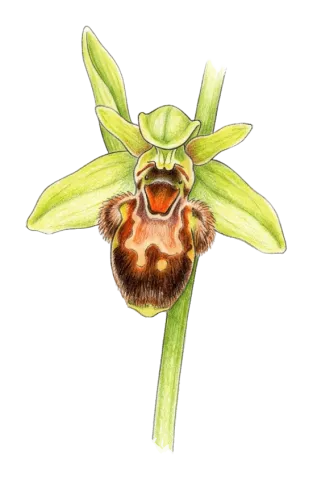 Ophrys umbilicata