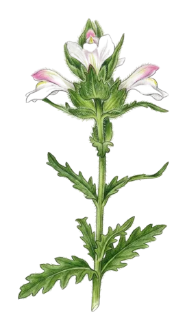 Bellardia trixago