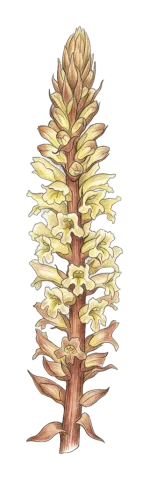 Orobanche laxissima