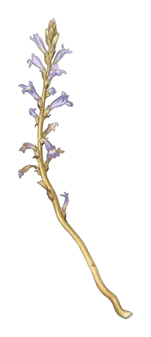 Phelipanche aegyptiaca