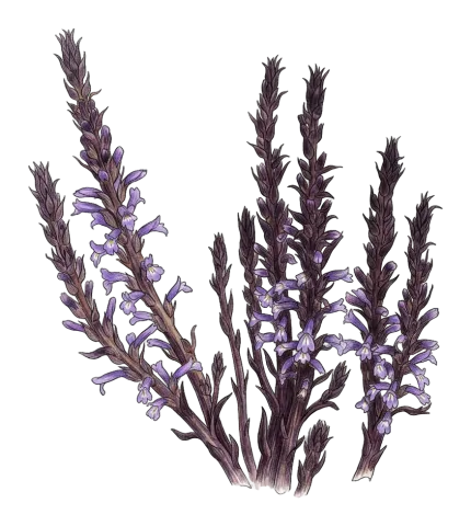 Phelipanche libanotica