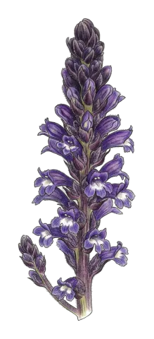 Phelipanche nana