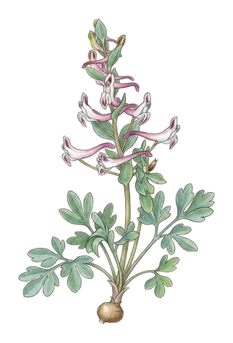 Corydalis erdelii