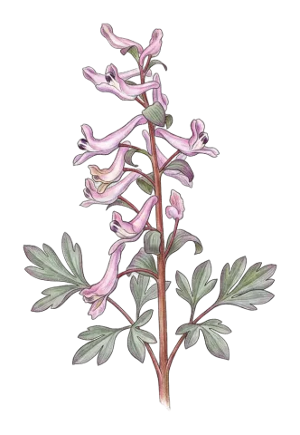 Corydalis haussknechtii