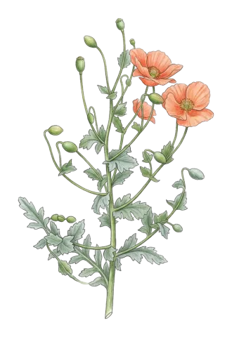 Papaver acrochaetum