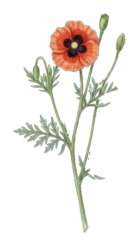 Papaver arenarium