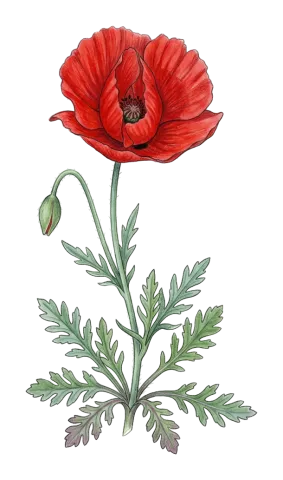 Papaver glaucum