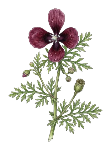 Roemeria hybrida