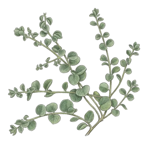 Andrachne aspera