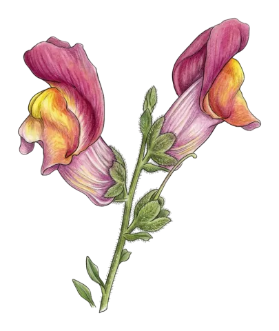 Antirrhinum majus
