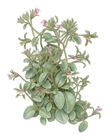 Chaenorhinum rubrifolium