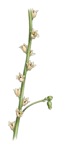 Linaria micrantha