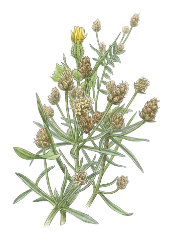 Plantago afra