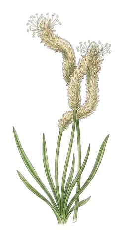 Plantago lagopus