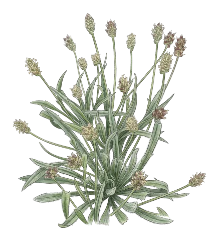 Plantago loeflingii