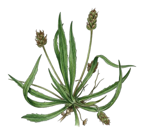 Plantago notata