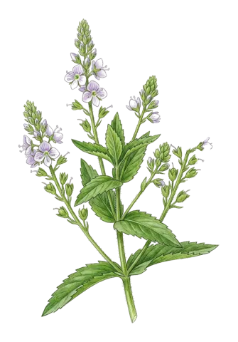 Veronica anagalloides