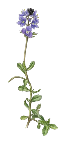 Veronica microcarpa