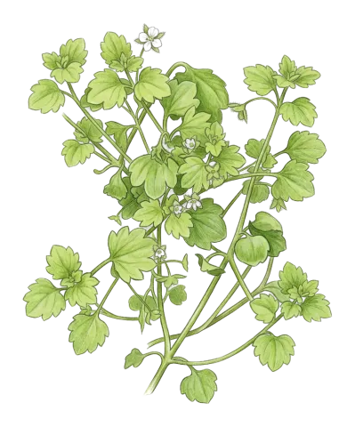 Veronica panormitana