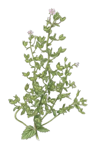 Veronica rubrifolia