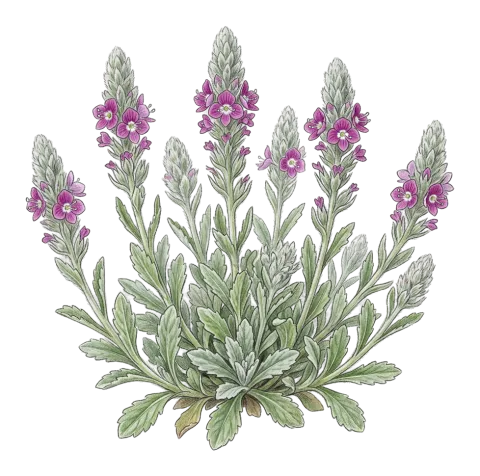 Veronica schizostegia