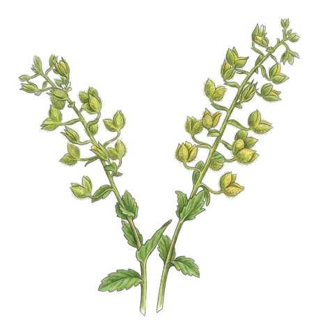 Veronica viscosa